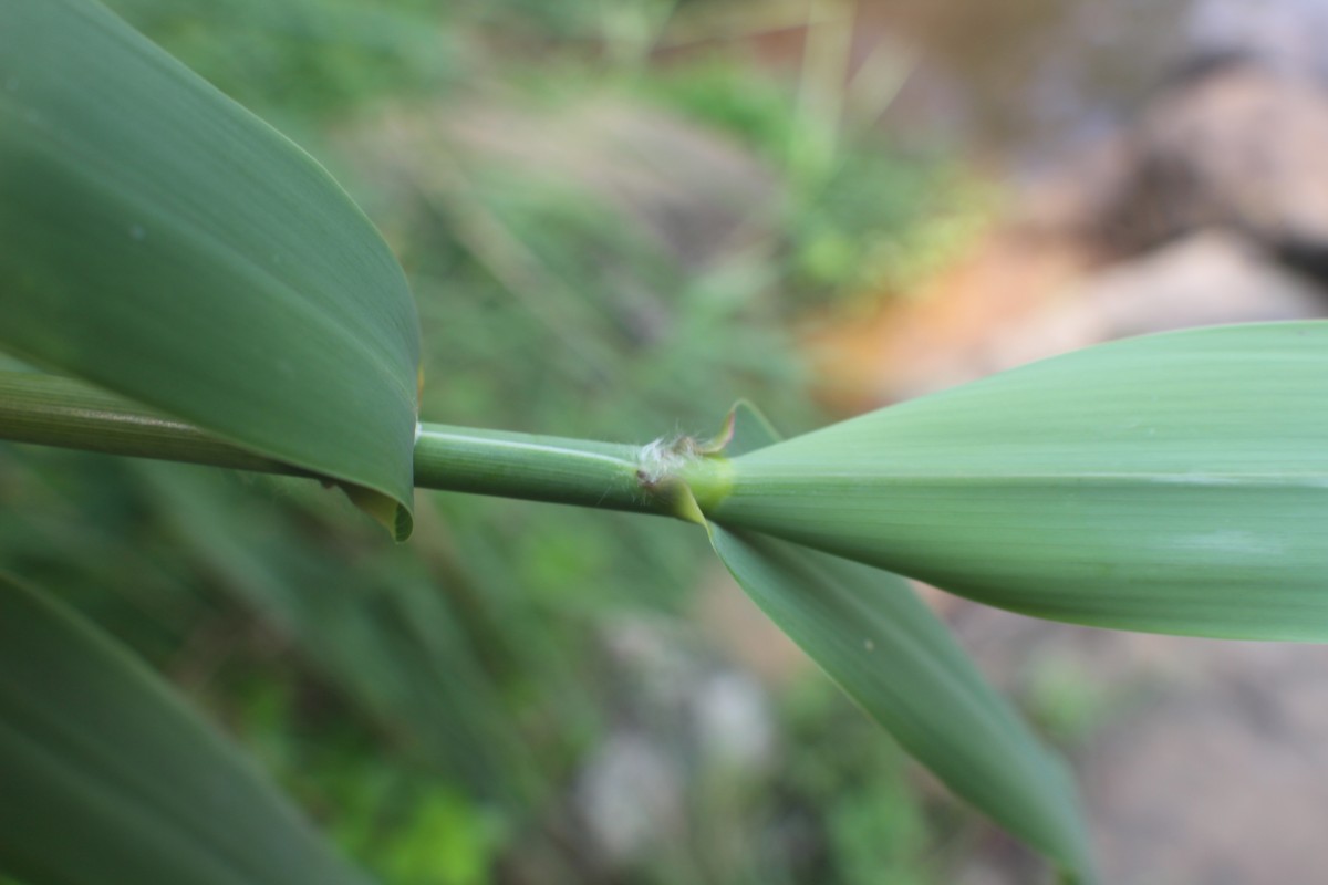 Arundo donax L.